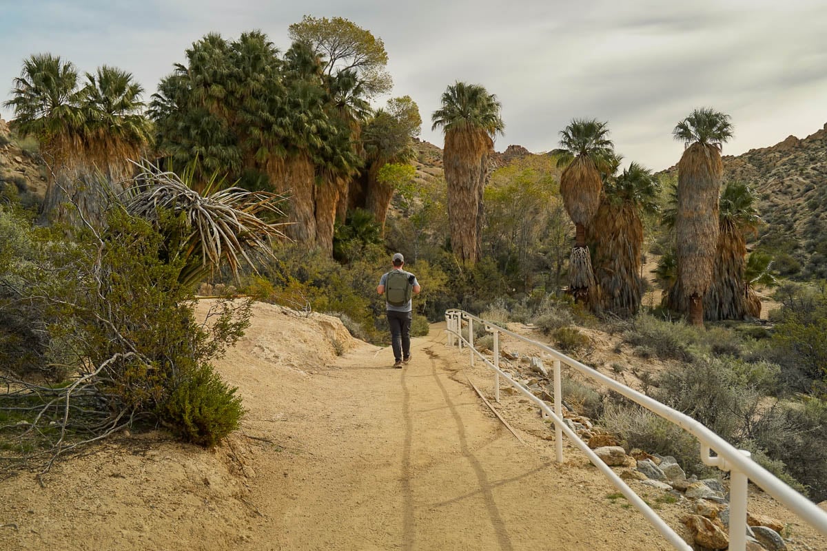 Man walking down a ramp wtih California fan palm trees in the background along the Lost Palms Oasis Trail in Joshua Tree National Park, California