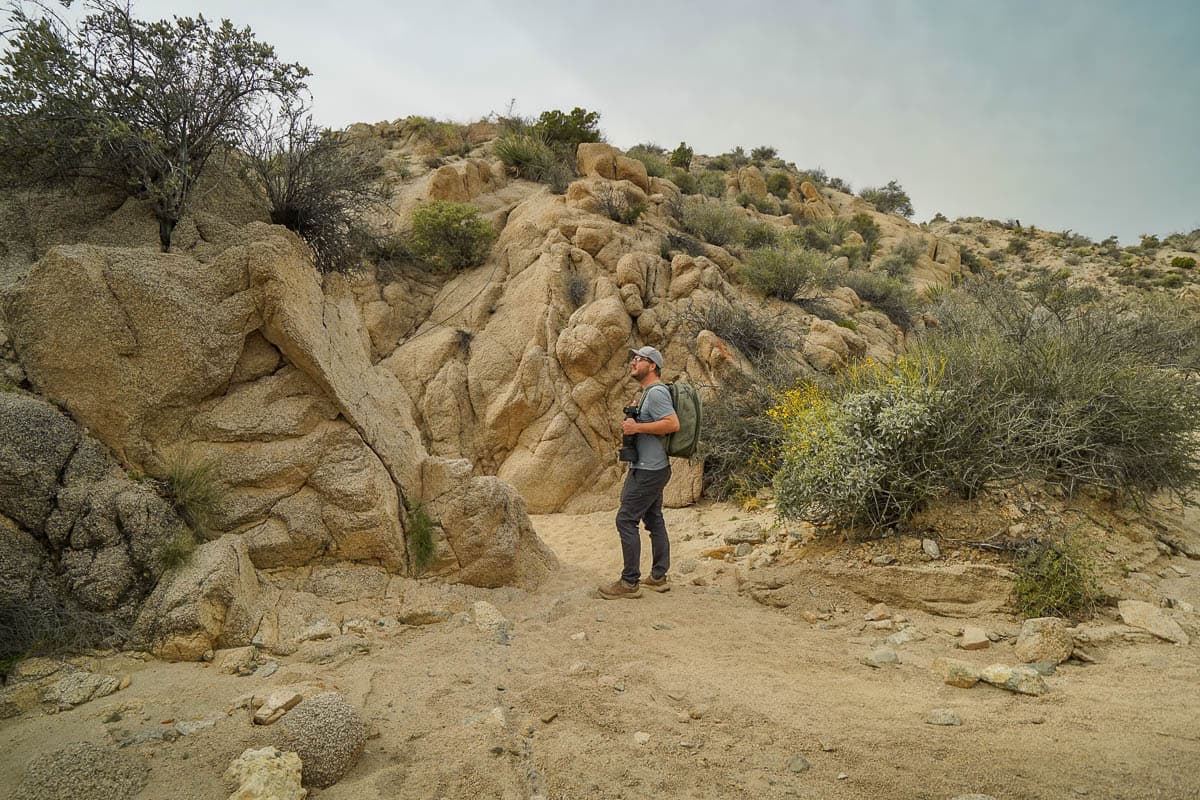 Man standing in a rugged canyon along the Lost Palms Oasis Trail in Joshua Tree National Park, California