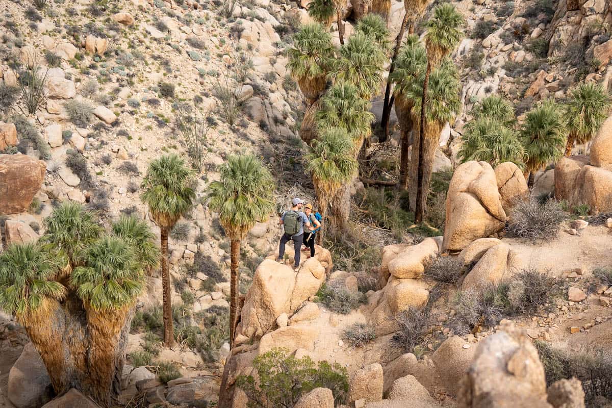 Couple standing on a monzogranite boulders surrounded by California fan palms in an oasis along the Lost Palms Oasis Trail in Joshua Tree National Park, California