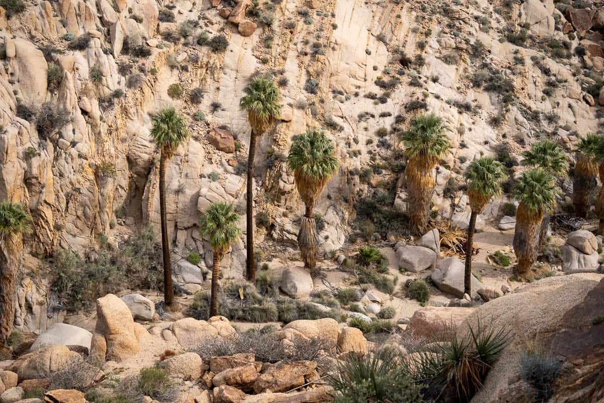 Oasis of California fan palms in a canyon along the Lost Palms Oasis Trail, California