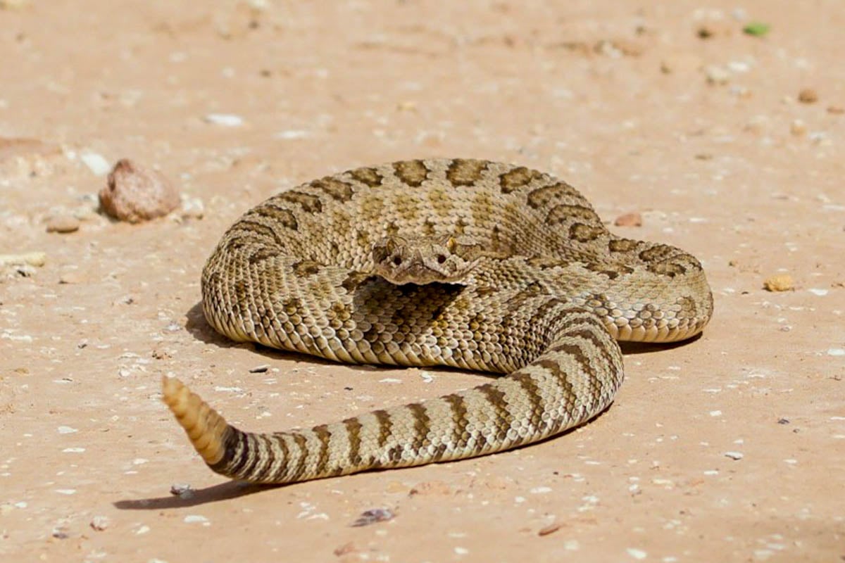 Rattlesnake on a desert floor