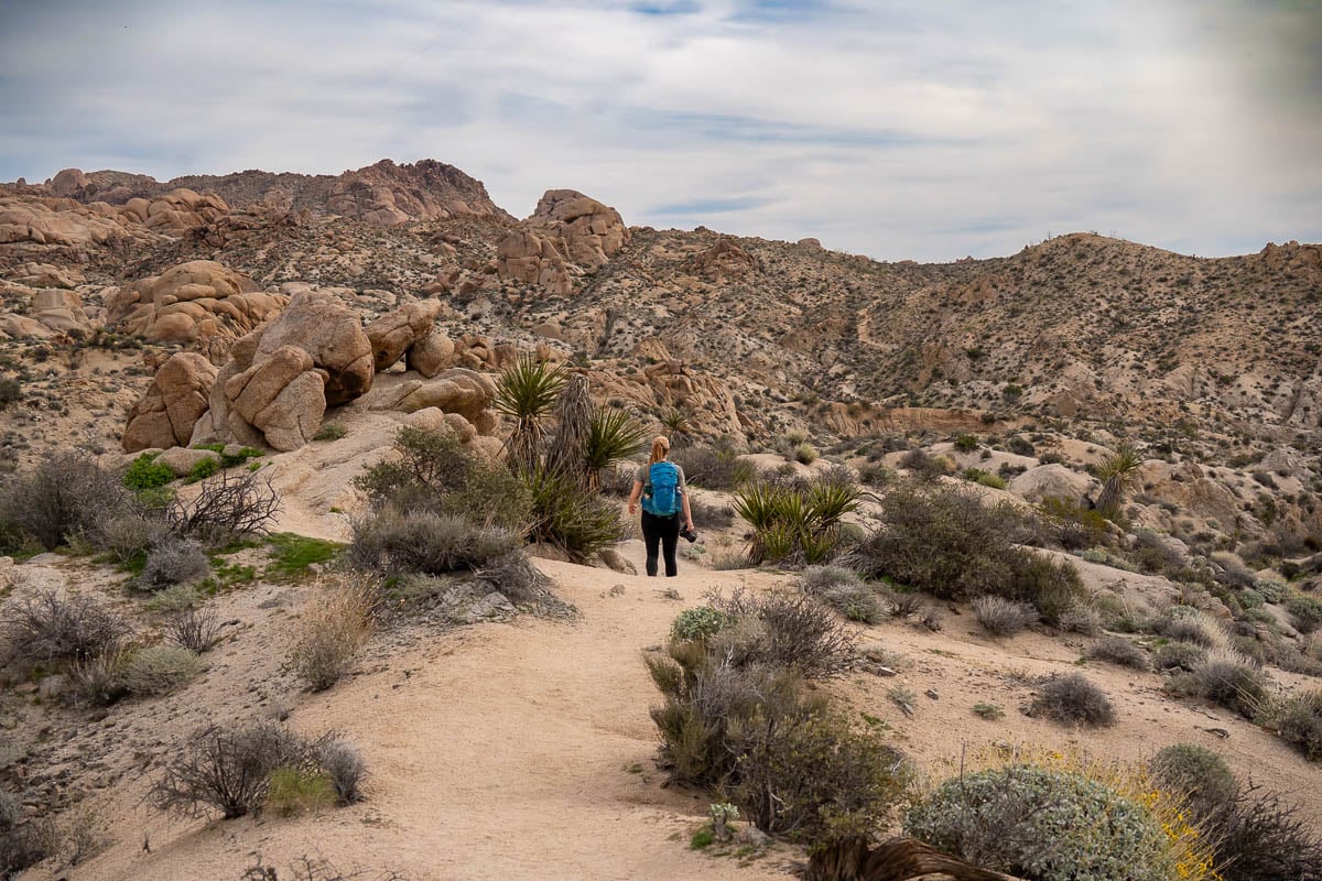 Woman walking along a dirt pathway through desert plants with monzogranite boulders in the background along the Lost Palms Oasis Trail in Joshua Tree National Park, California