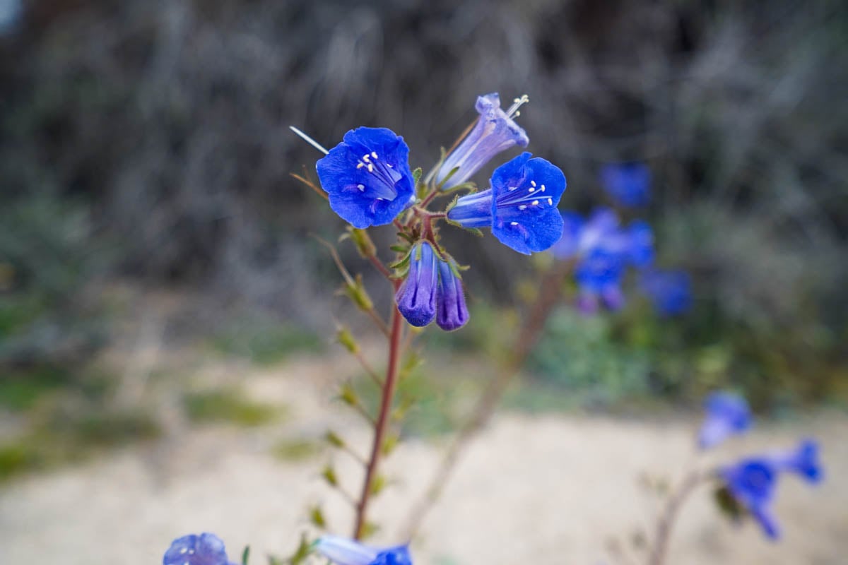 Desert bluebells along the Lost Palms Oasis Trail in Joshua Tree National Park, California