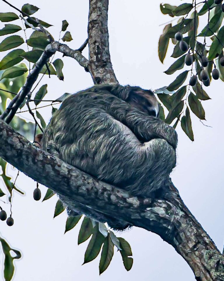 7 Incredible Manuel Antonio Tours to Explore the National Park