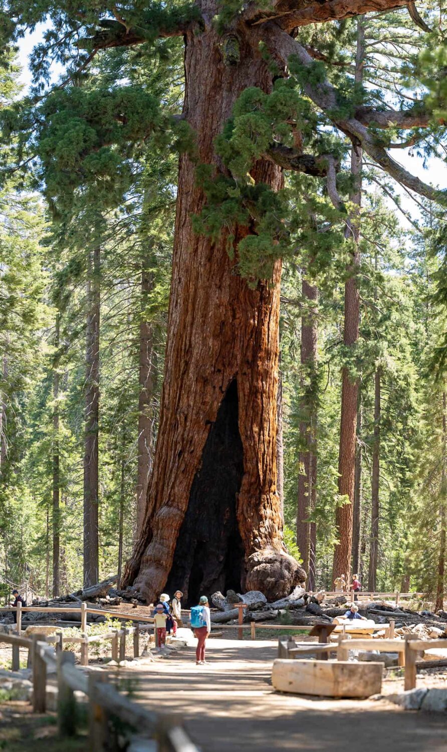 Mariposa Grove Trail The Best - Mariposa Grove Trail Mariposa Grove Hikes Grizzly Giant Sequoia Hikes Yosemite 1 892x1500 