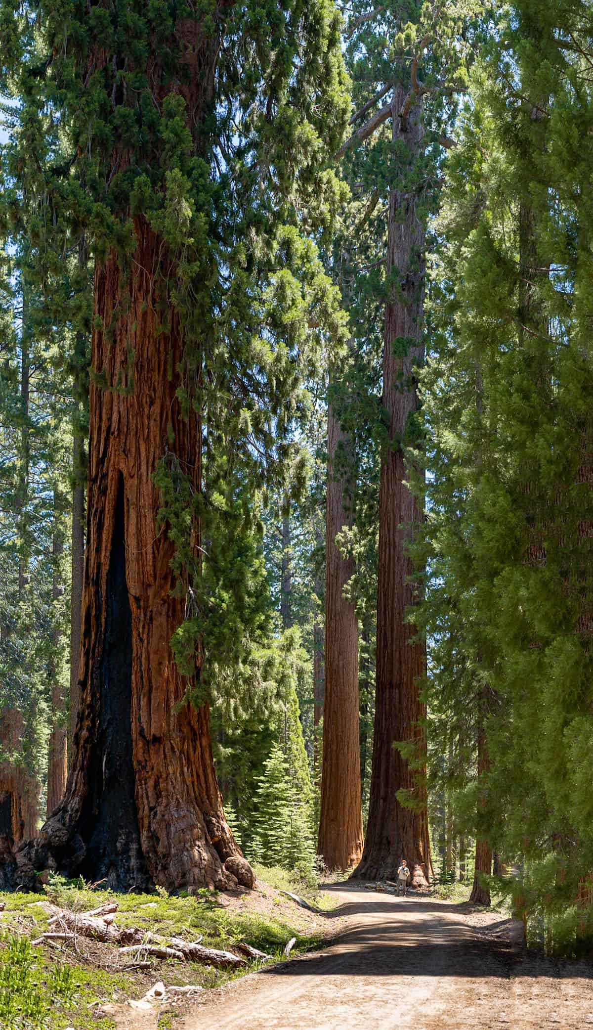 Mariposa Grove Trail: The Best Sequoia Hike in Yosemite National Park ...