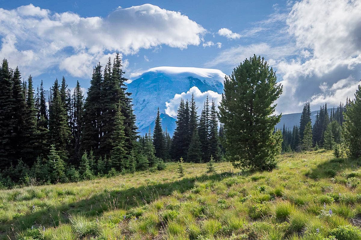 Pine trees with Mount Rainier in the background in the Sunrise area of Mount Rainier National Park in Washington