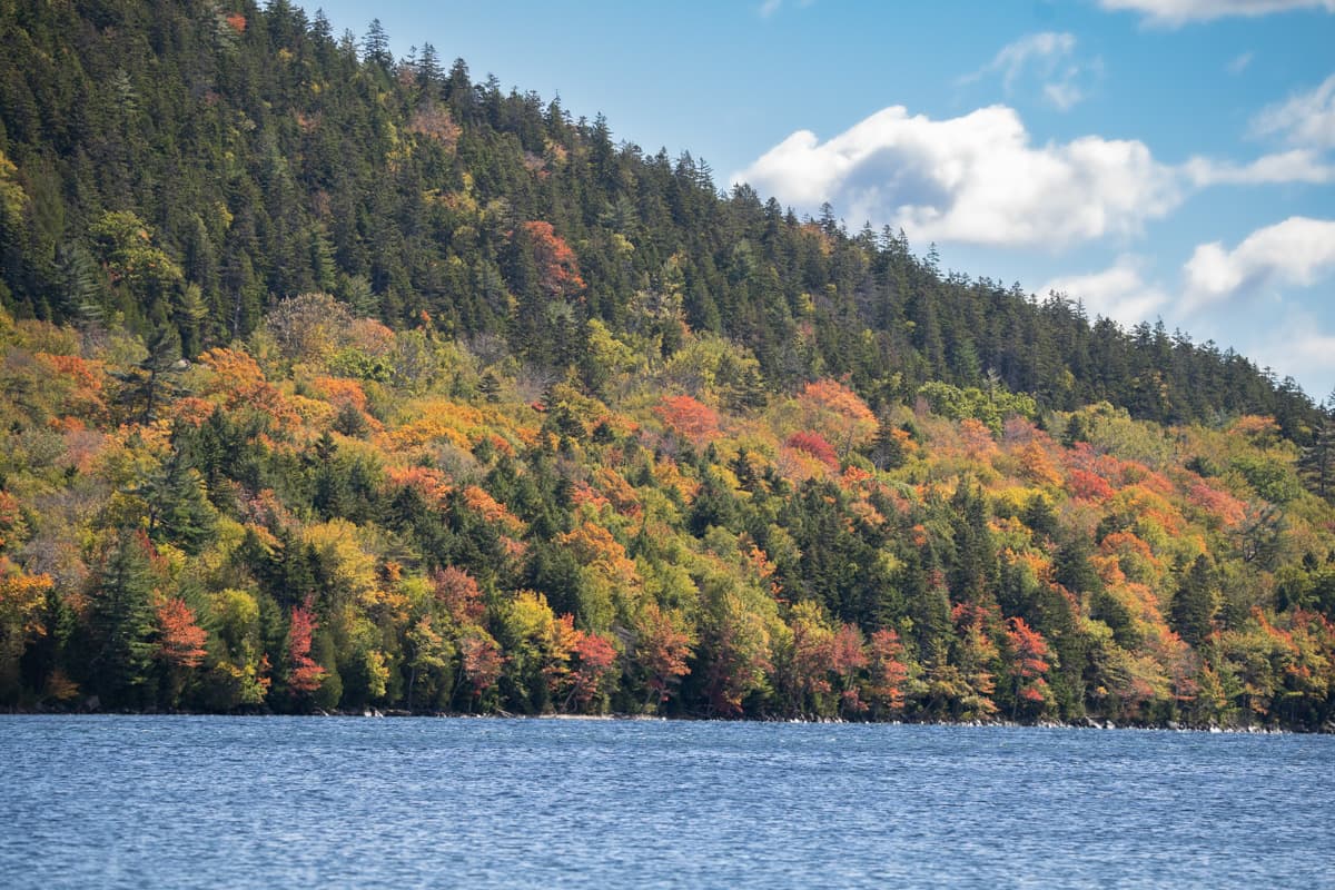 Fall foliage along the shoreline on the Jordan Pond Trail in Acadia National Park