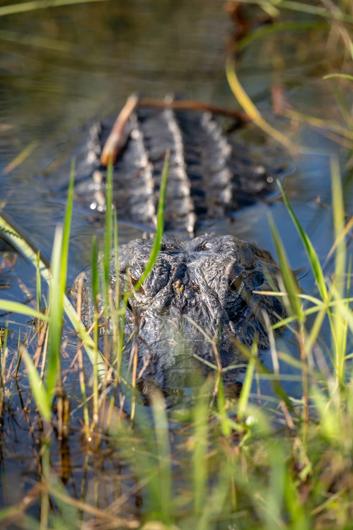 Alligator laying in swampy water along the Anhinga Trail in Everglades National Park in Florida