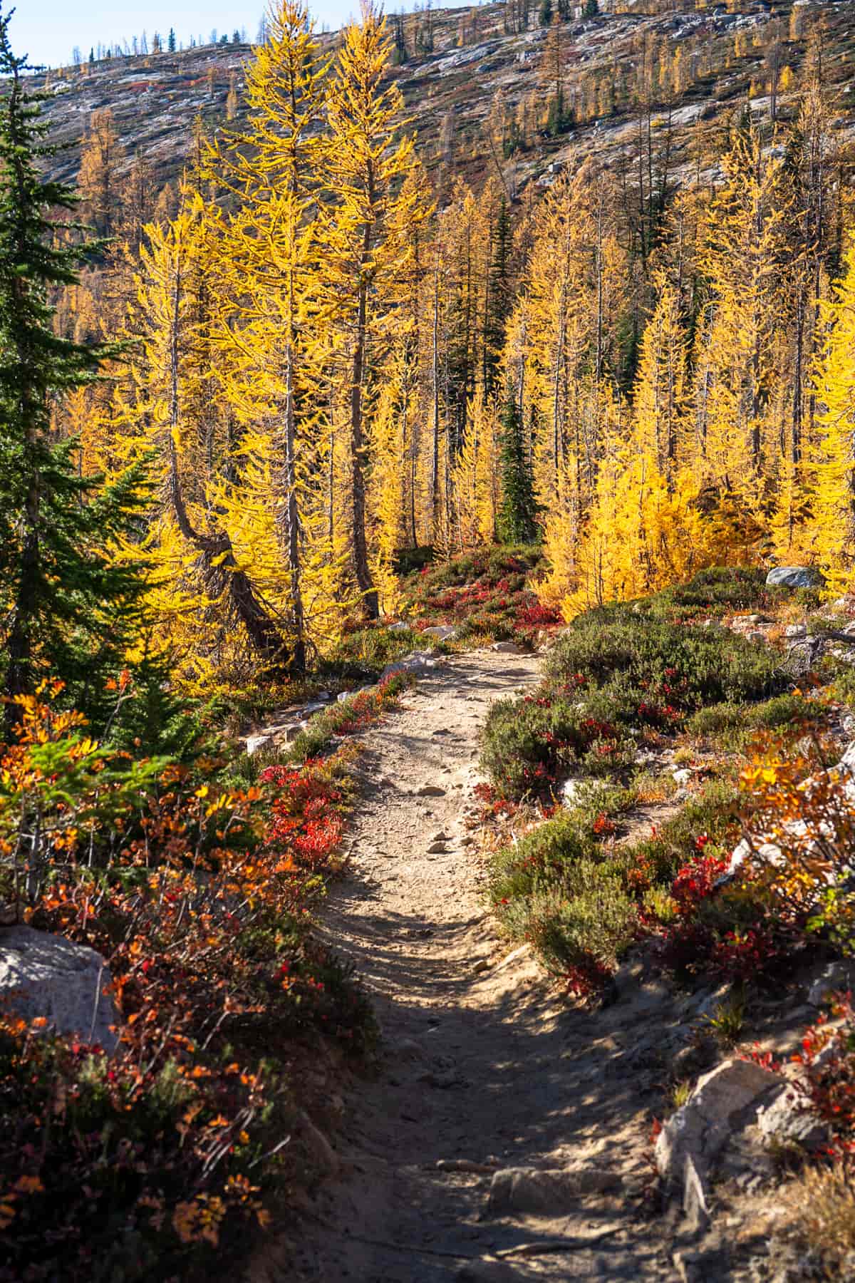 Golden larches along the Cutthroat Pass Trail in North Cascades National Park
