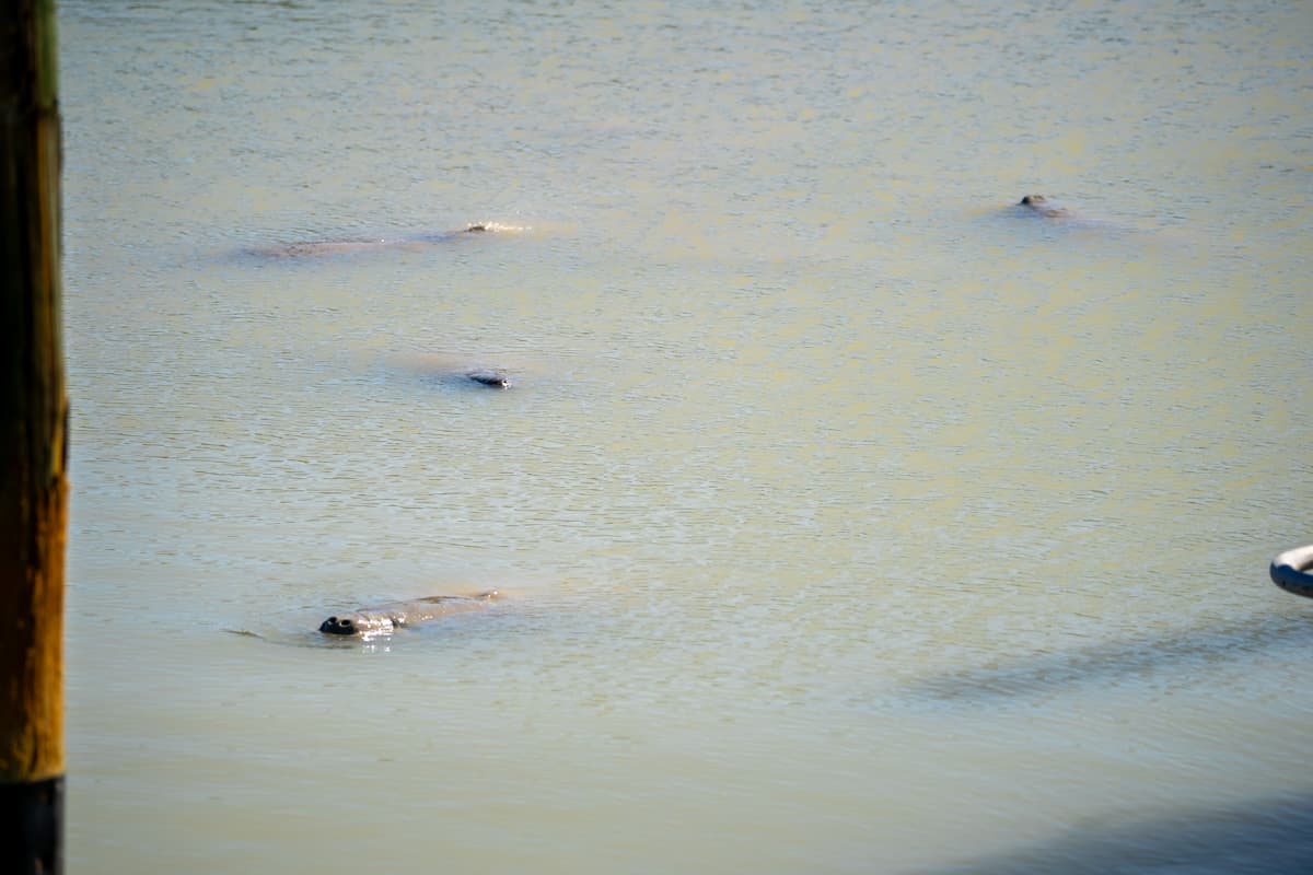 Several manatees swimming in murky water at the Flamingo Marina in Everglades National Park in Florida