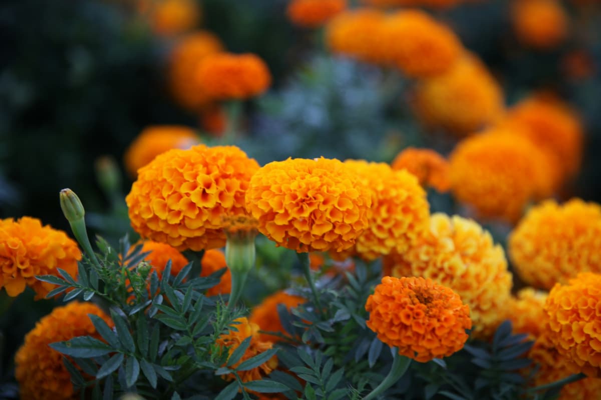 Marigolds in a farm