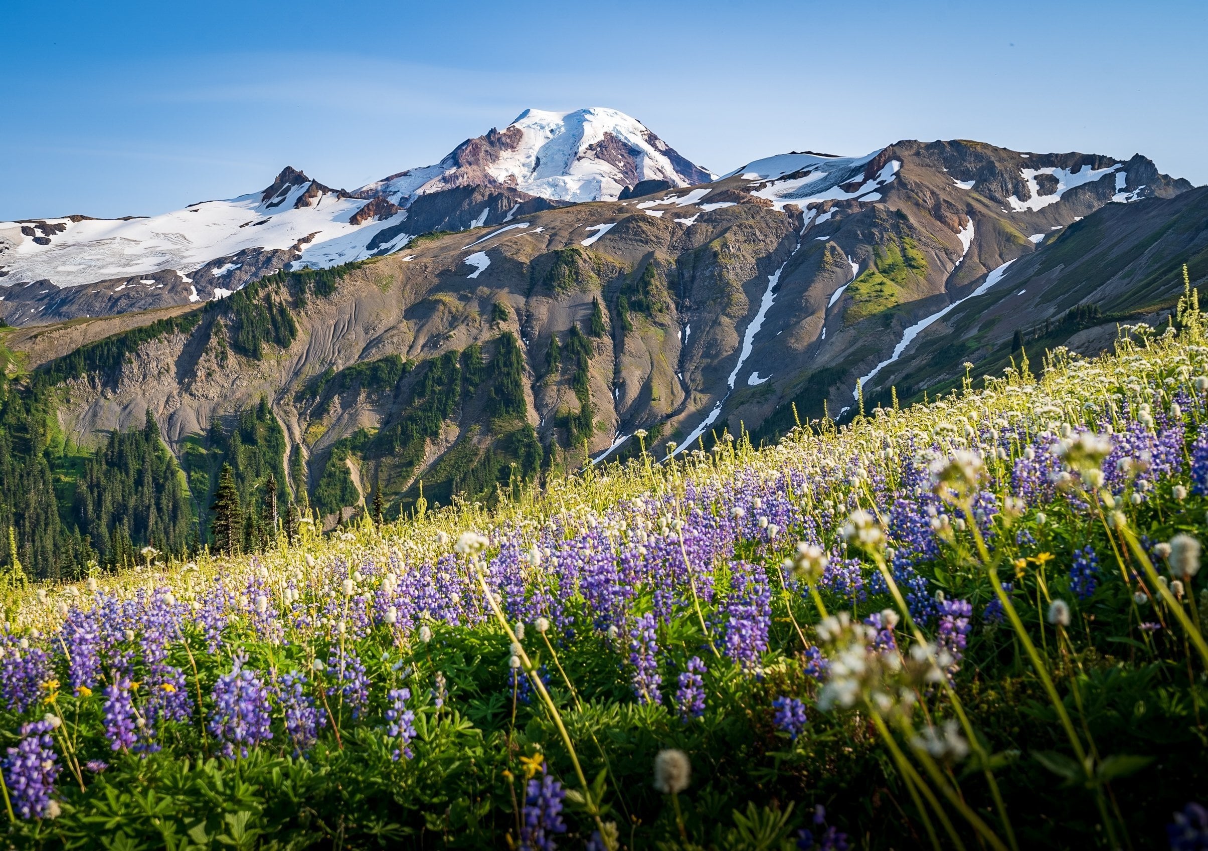 Wildflowers in front of Mount Baker along the Skyline Divide