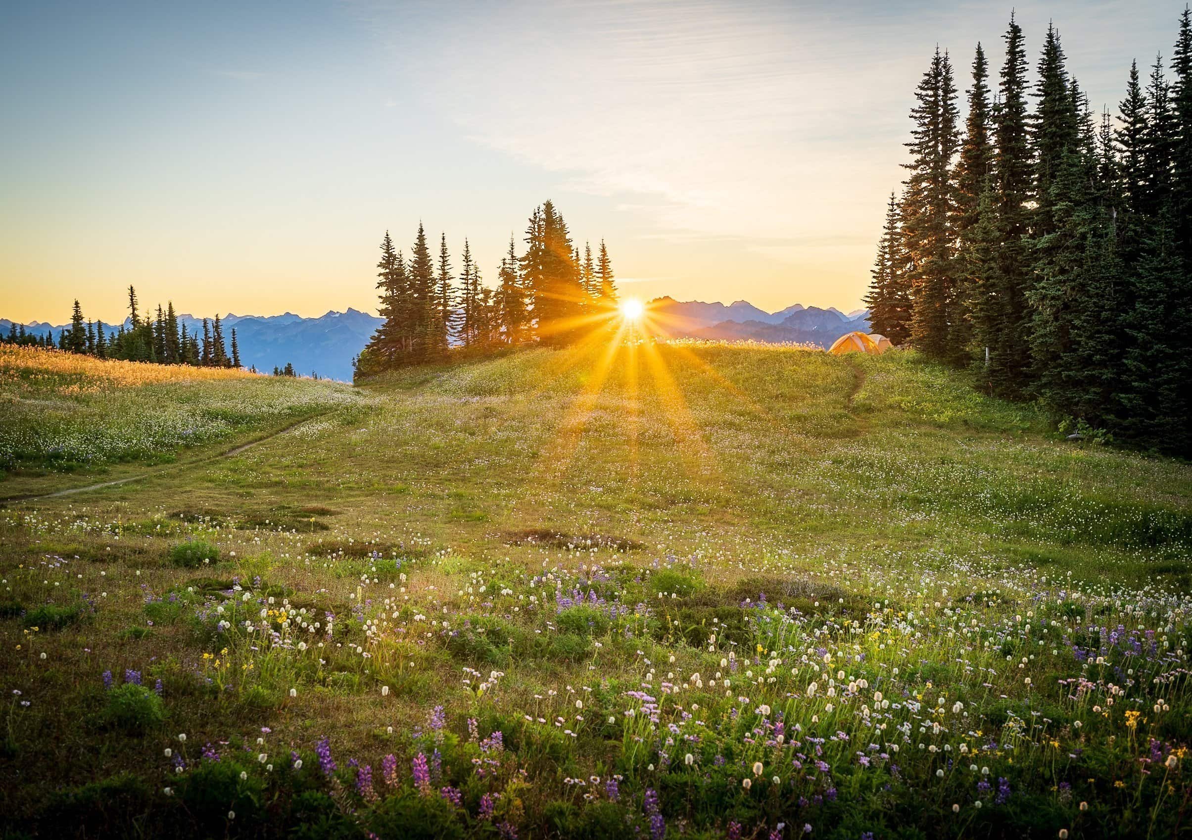 Sunrise over wildflowers along the Skyline Divide trail