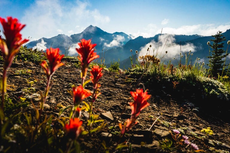 13 Awesome Things to Do During Spring in Washington State - Uprooted ...