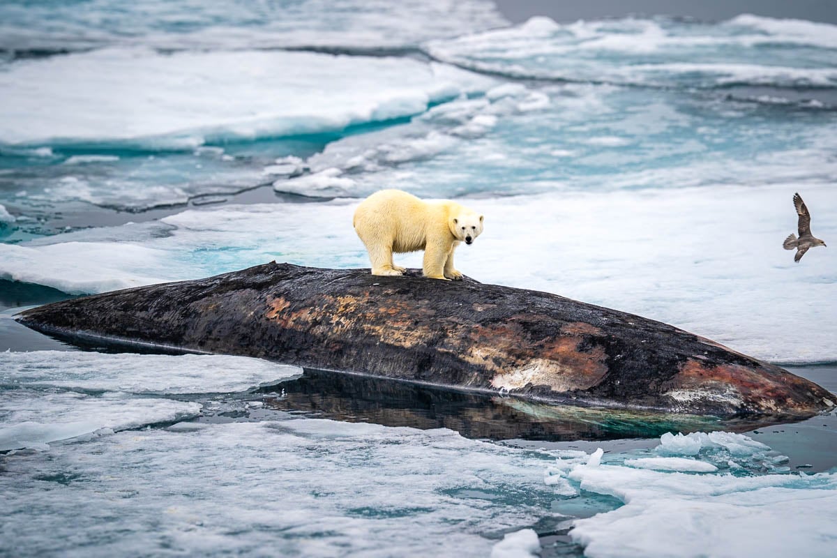 Polar bear standing on a dead sperm whale in pack ice in Svalbard, Norway
