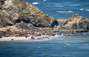 17 Awesome Things to Do in Coos Bay, Oregon - Uprooted Traveler