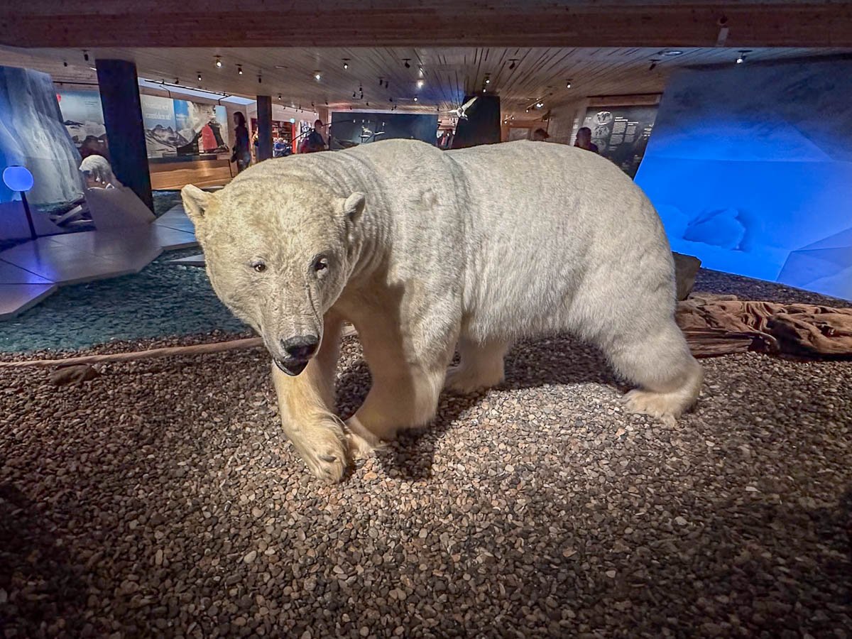 Taxidermied polar bear at the Svalbard Museum in Longyearbyen, Svalbard