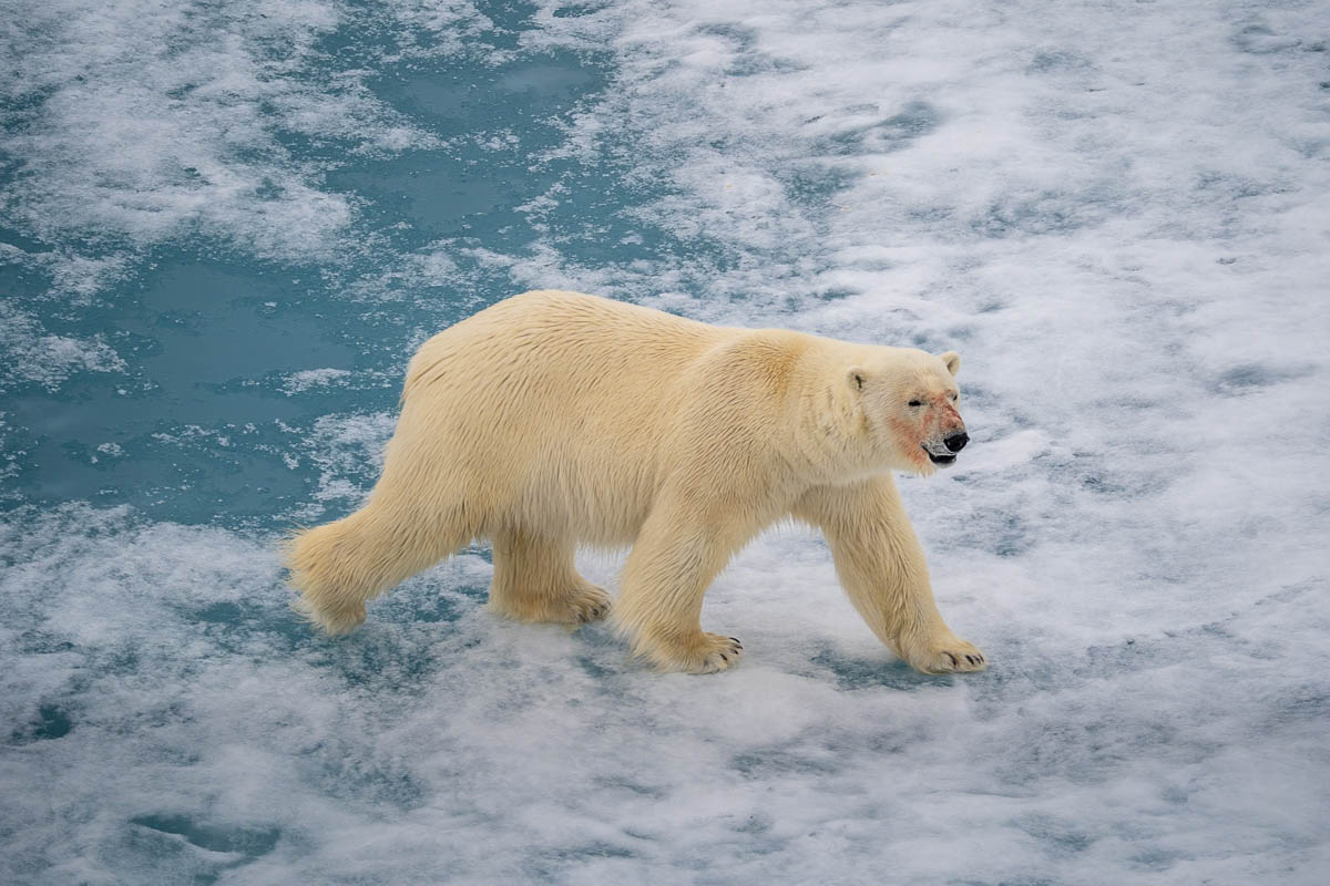 Polar bear with bloody snout walking on pack ice north of Svalbard, Norway