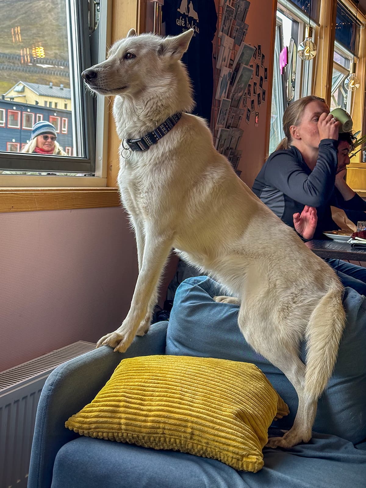 A husky looks out the window while standing on a couch at Cafe Huskes in Longyearbyen, Svalbard