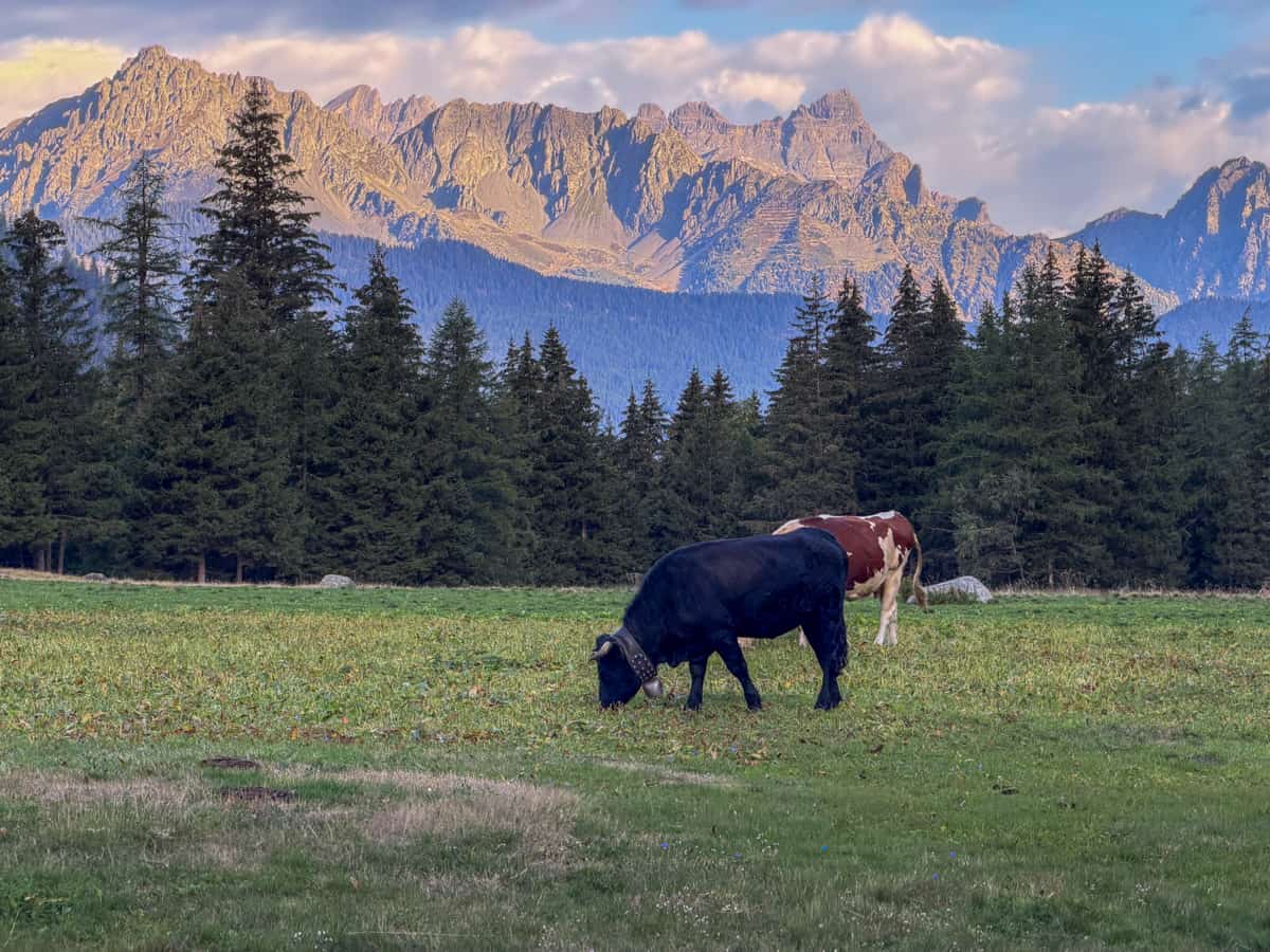 Cows grazing in a pasture with the Bermese Alps in the background outside of Champex-Lac, Switzerland along the Tour du Mont Blanc