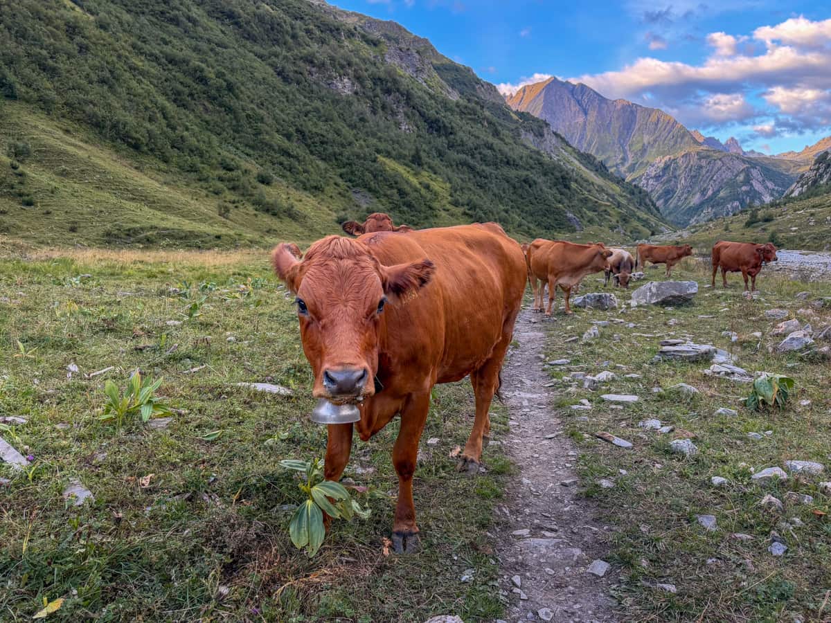 Cow with a traditional cowbell standing in a pasture with the French Alps in the background near Les Chapieux, France in Tour du Mont Blanc