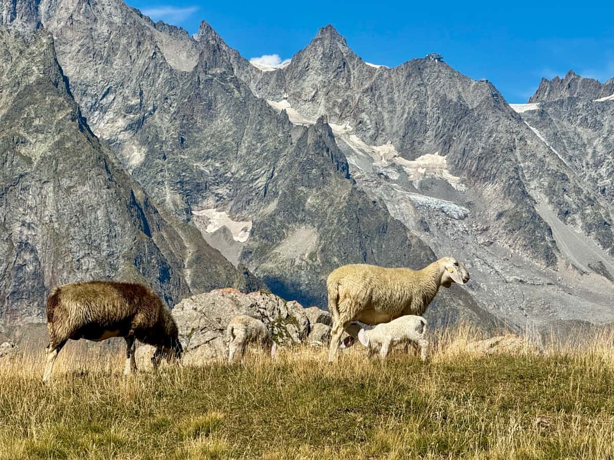 Sheep grazing in a meadow with rugged Italian Alps in the background along the Tour du Mont Blanc