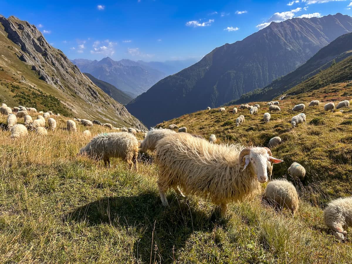 Sheep grazing in a pasture at the Col de Balme pass, Switzerland along the Tour du Mont Blanc