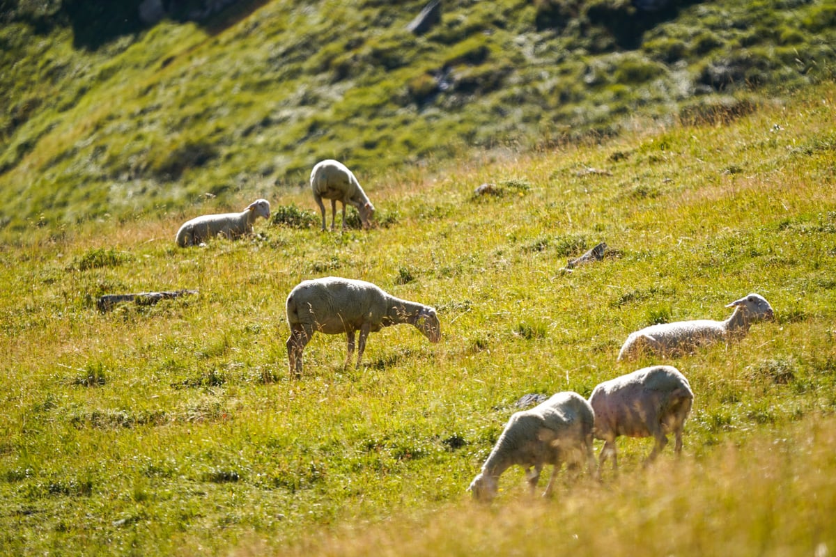 Sheep grazing in a pasture near Les Contamines, France along the Tour du Mont Blanc