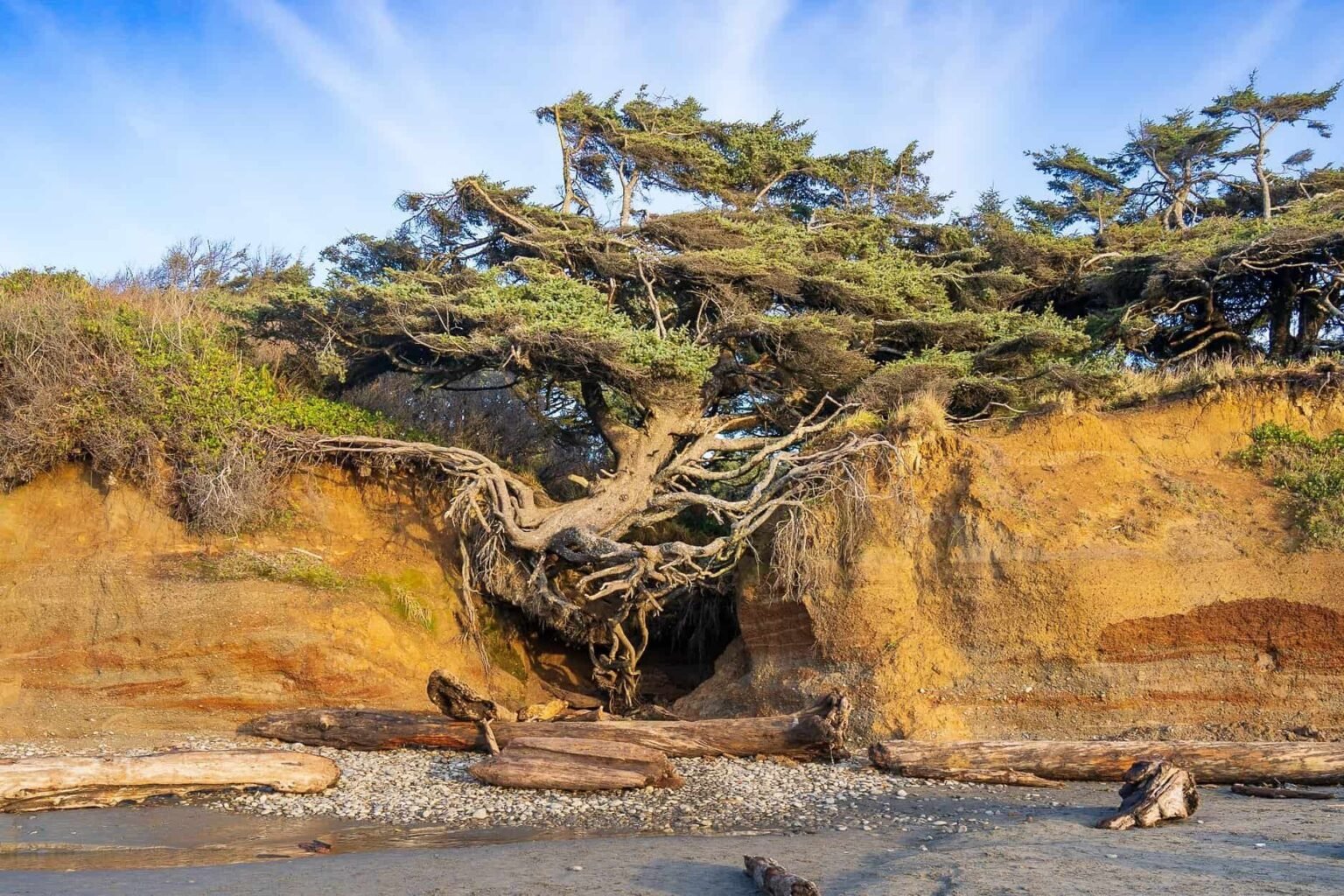Tree of Life Washington State's Most Unique Tree (While It Lasts