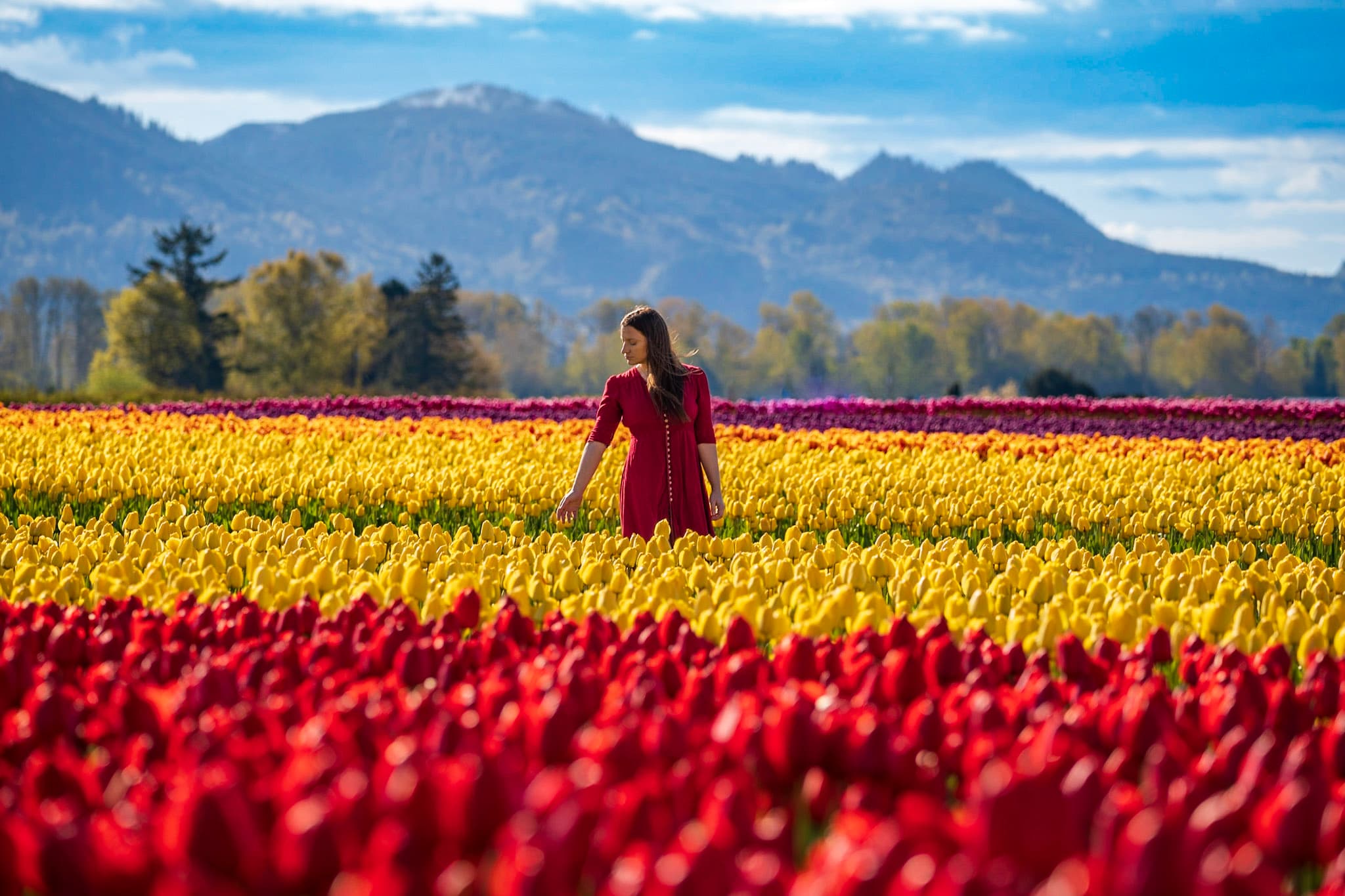 Tulips In Washington State 2024 - arlyne jillene