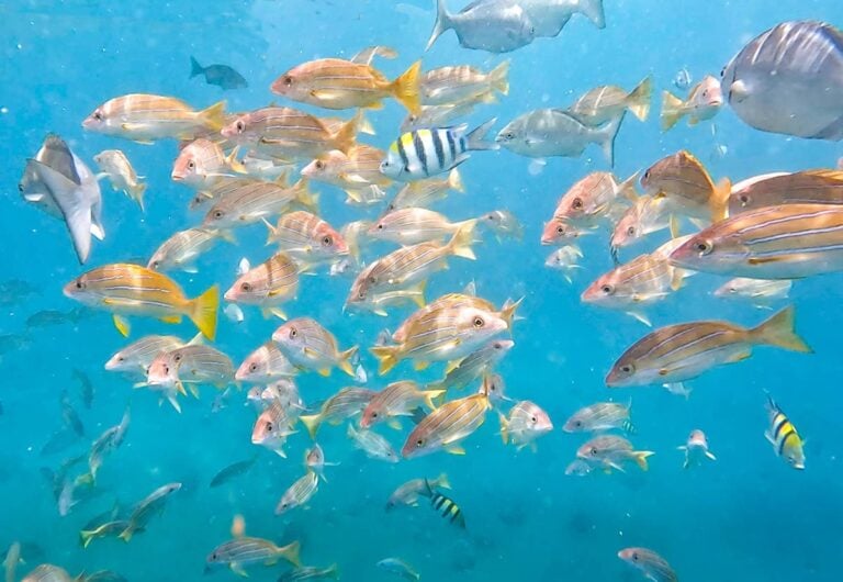10 Best Waikiki Snorkeling Tours in Honolulu Uprooted Traveler