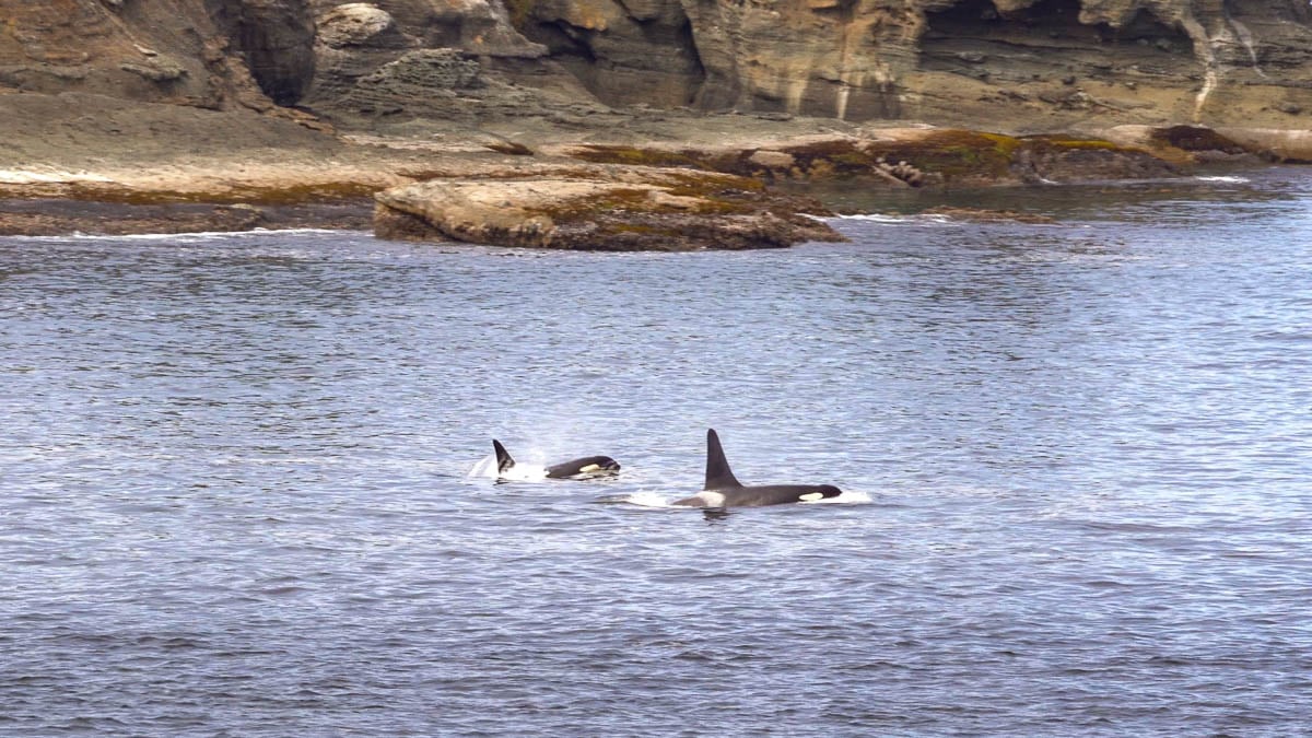 Orcas swimming in the Orcas Island, Washington