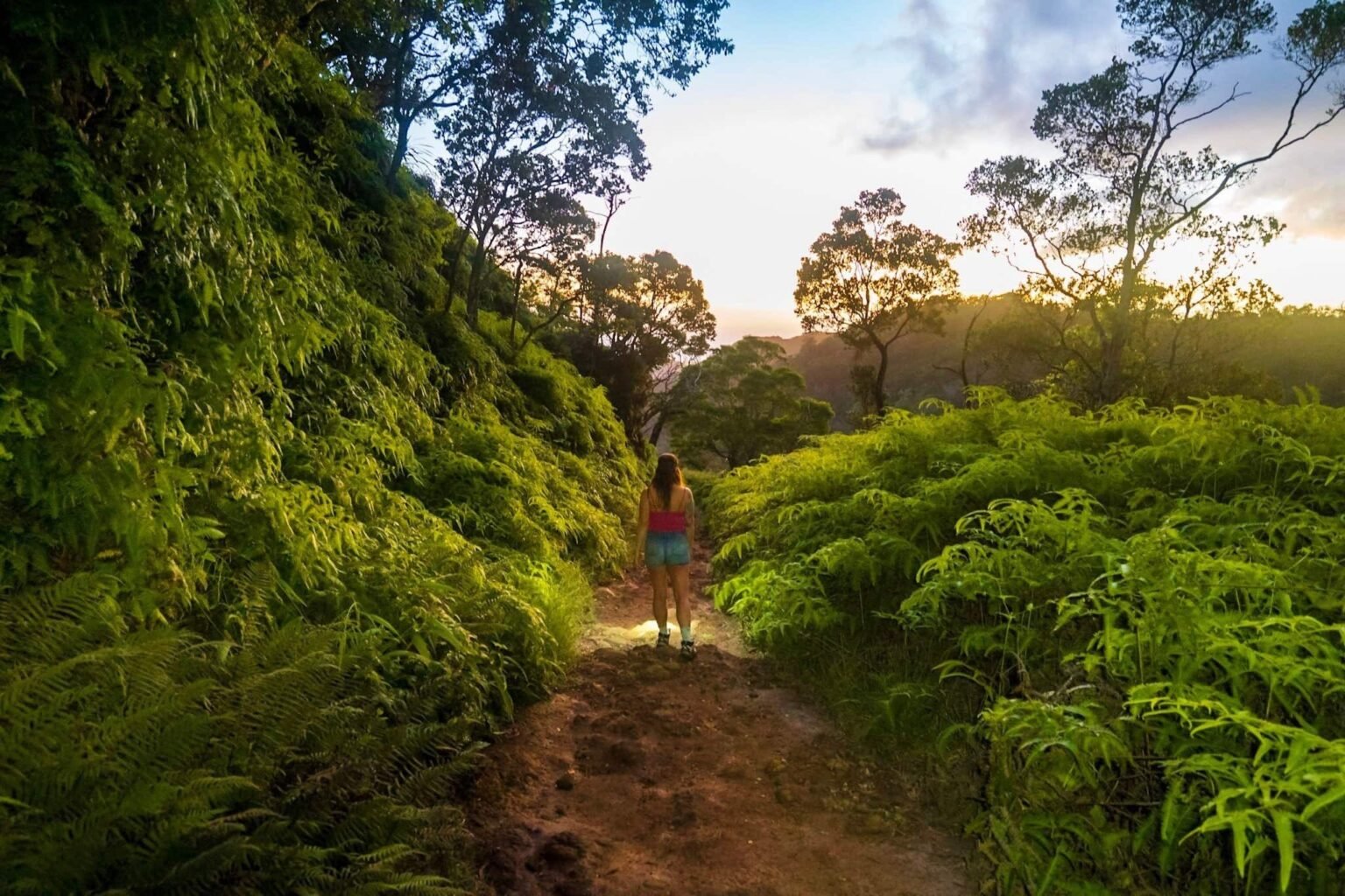 Wiliwilinui Ridge Trail: Oahu's Best Hike - Uprooted Traveler Wiliwilinui Ridge Trail: Oahu's Best Hike - Uprooted Traveler